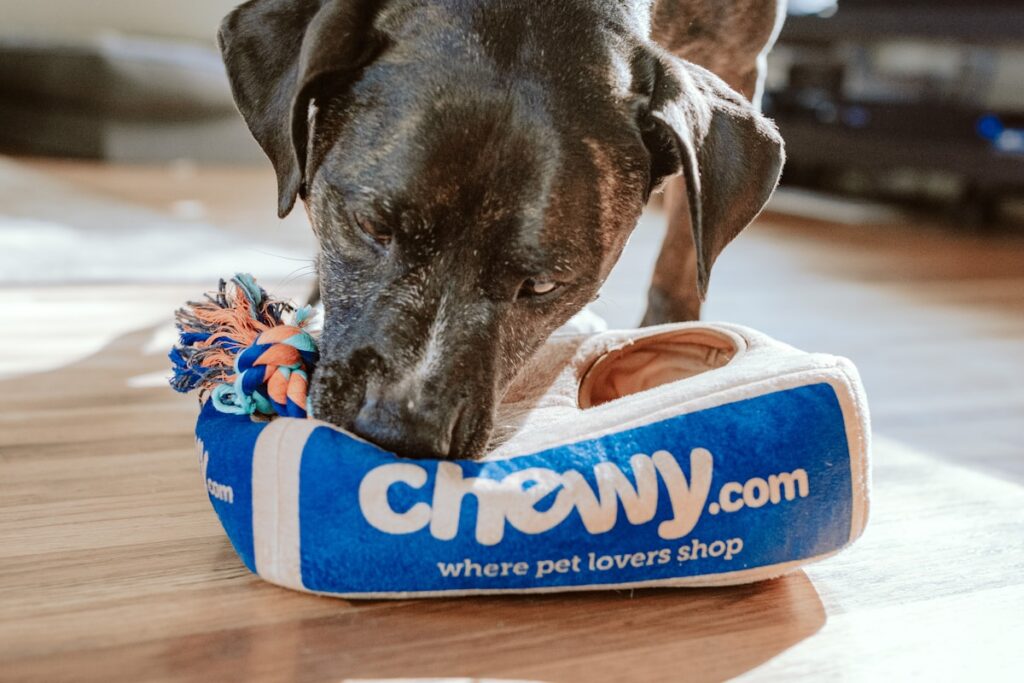 Como Preparar Sua Casa para a Chegada de um Novo Pet