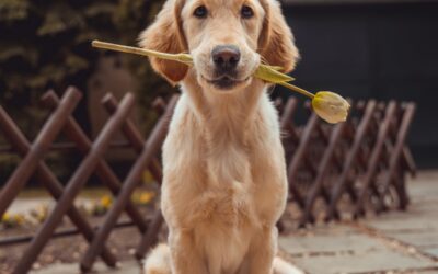 Como Lidar com a Ansiedade de Separação em Cães