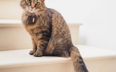 Gato Idoso: Cuidados Especiais na Terceira Idade