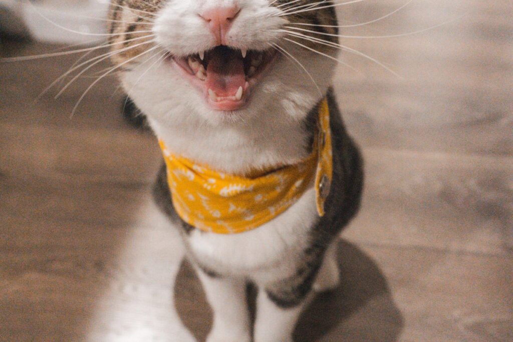 Enriquecimento Ambiental: Como Deixar Seu Pet Mais Feliz