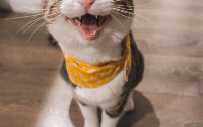 Enriquecimento Ambiental: Como Deixar Seu Pet Mais Feliz