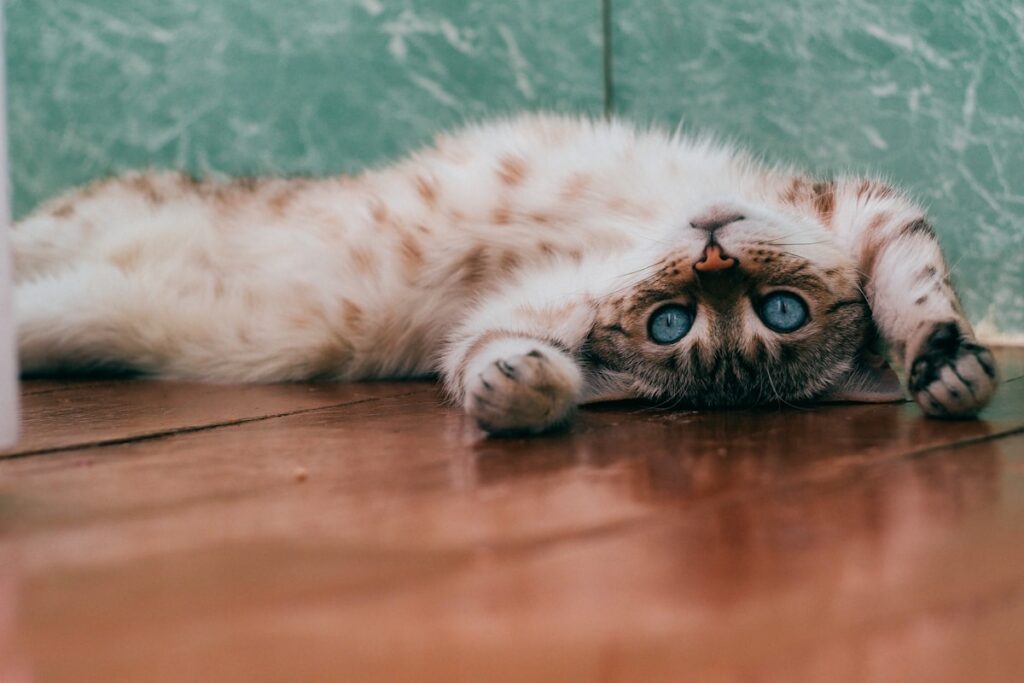 Como Escolher a Ração Ideal para Seu Gato